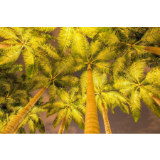  Öntapadós tapéta Pálmafák reflektorban, 250 x 200 cm tapéta, díszléc és más dekoráció
