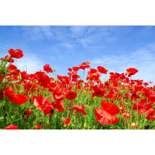  Öntapadós tapéta Pipacsok, kék ég, 250 x 150 cm tapéta, díszléc és más dekoráció