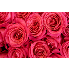  Öntapadós tapéta Rózsaszín rózsák, 350 x 200 cm tapéta, díszléc és más dekoráció