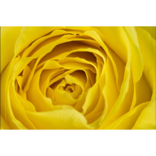  Öntapadós tapéta Sárga rózsa, 300 x 250 cm tapéta, díszléc és más dekoráció