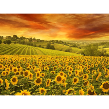  Öntapadós tapéta Sunset over napraforgó, 300 x 250 cm tapéta, díszléc és más dekoráció