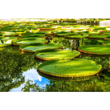  Öntapadós tapéta Tavirózsa a tavon, 300 x 200 cm tapéta, díszléc és más dekoráció