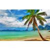  Öntapadós tapéta Tengerpart pálmafával, 250 x 150 cm