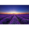  Öntapadós tapéta Végtelen levendulamező, napkelte, 250 x 200 cm