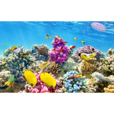  Öntapadós tapéta Víz alatti világ 4, 250 x 200 cm tapéta, díszléc és más dekoráció