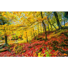  Öntapadós tapéta Vörös leveles szőnyeg, 200 x 150 cm tapéta, díszléc és más dekoráció