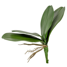  Orchidea levél gyökérel 20cm dekorációs kellék