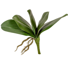  Orchidea levél gyökérrel M18cm dekorációs kellék
