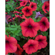 OXALIS SEED PETÚNIA CS:10,5CM EXTRA SZÍNEK fa és növény