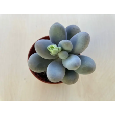  Pachyphytum oviferum fa és növény