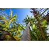  Pálmafák az égig tapéta, 300 x 200 cm