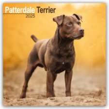 Patterdale Terrier 2025 - 16-Monatskalender naptár, kalendárium