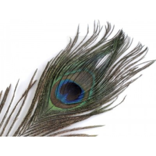  Páva toll - 25 cm dekorációs kellék