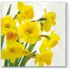Paw Decor Collection P.W.SDL280000 Yellow Daffodils papírszalvéta 33x33cm, 20db-os