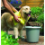 Pawise kutyatörölköző kutya ápolás gondoskodás törlőkendő