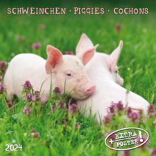  Piggies/Schweinchen 2024 naptár, kalendárium
