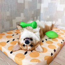 PitchDog Safe And Durable Barbell-Shaped Dog Toy - játék (súlyzó,lime) kutyák részére (Ø7cm/19cm) játék kutyáknak