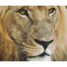 Pixelhobby Pixelhobby 806171 Oroszlán szett 6 alaplapos (30,5x25,4 cm) kreatív és készségfejlesztő