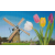 Pixelhobby Pixelhobby 808112 Tulipánok malommal (40,6cmx25,4cm) 8 alaplapos szett