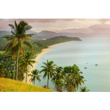  Plaja62 tapéta pálmafákkal, 350 x 200 cm tapéta, díszléc és más dekoráció