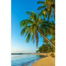  Plaja66 matrica tapéta homokkal és pálmafákkal, 150 x 205 cm tapéta, díszléc és más dekoráció