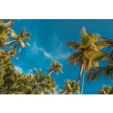  Plaja75 tapéta pálmafákkal és kék éggel, 300 x 250 cm tapéta, díszléc és más dekoráció