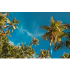  Plaja75 tapéta pálmafákkal és kék éggel, 350 x 200 cm tapéta, díszléc és más dekoráció
