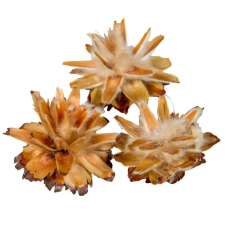  Plumosum fej II. oszt. natúr 17dkg/csom dekorációs kellék