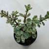  Portulacaria afra 'Variegata'