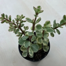  Portulacaria afra 'Variegata' fa és növény