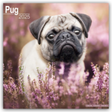 Pugs - Möpse 2025 - 16-Monatskalender naptár, kalendárium
