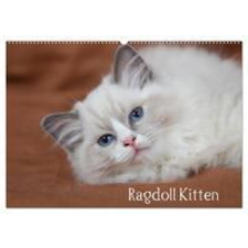  Ragdoll Kitten (Wandkalender 2024 DIN A2 quer), CALVENDO Monatskalender naptár, kalendárium