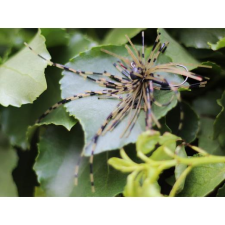  Rapture Fiz Jig C05 5,0g #01 2db, speciális műcsali csali