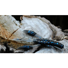 Rapture Ulc Alive Craw 5cm/1.8g June Bug 12 db, lágygumi csali csali
