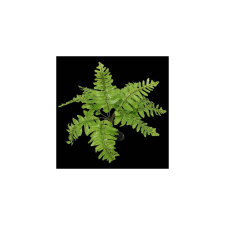 ReptiPlanet Repti Planet Plant Nephrolepis - Terráriumi műnövény dekoráció(Nephrolepis) 20cm hüllőfelszerelés