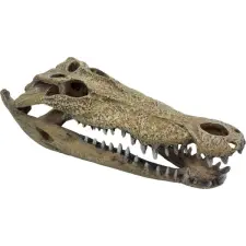 Repto | DECO CROCODILE XXL | Krokodil koponya dekoráció - 47x20x15 cm kisállatfelszerelés