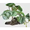 Repto | PLANT ON DECO BEGONIA | Műnövény dekoráció, begónia - 19x19xx19 cm