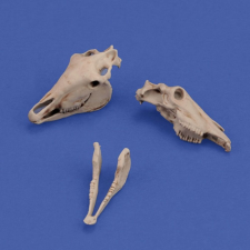  Royal Model Horse skulls 1:35 (RM1050) makett