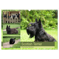  Scottish Terrier - Charmantes Rauhbein (Wandkalender 2024 DIN A3 quer), CALVENDO Monatskalender – Birgit Bodsch naptár, kalendárium