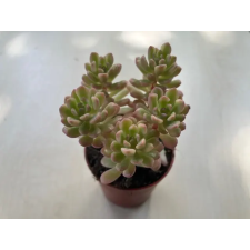  Sedum alice fa és növény