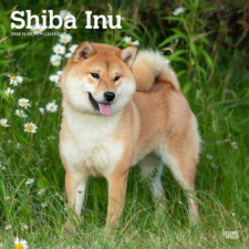 Shiba Inu 2024 Square naptár, kalendárium
