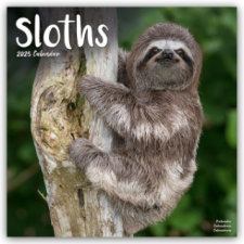  Sloths - Faultiere 2025 - 16-Monatskalender naptár, kalendárium