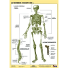 Stiefel Tanulói munkalap, A4, STIEFEL "Az emberi csontváz"