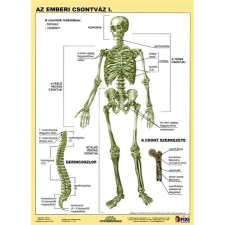 Stiefel Tanulói munkalap, A4, STIEFEL &quot;Az emberi csontváz&quot; iskolai kiegészítő