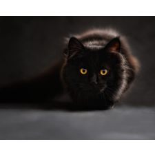 Számfestő Fekete macska - vászonkép grafika, keretezett kép