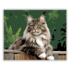 Számfestő.hu Büszke Maine Coon a Kerítésen - számfestő készlet