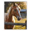 Számfestő.hu Palomino Ló a Hajnalban - számfestő készlet
