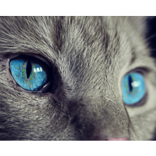 Számfestő Kék cica szem - vászonkép grafika, keretezett kép