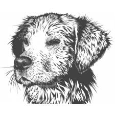Számfestő Kutya portré - vászonkép grafika, keretezett kép