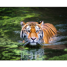 Számfestő Tigris a vízben - vászonkép grafika, keretezett kép